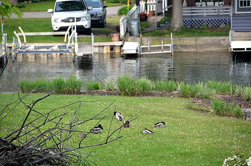 Property photo 81 - 2 Acres of Prime Lakefront Real Estate Auction with Home, Peninsula and Private Island